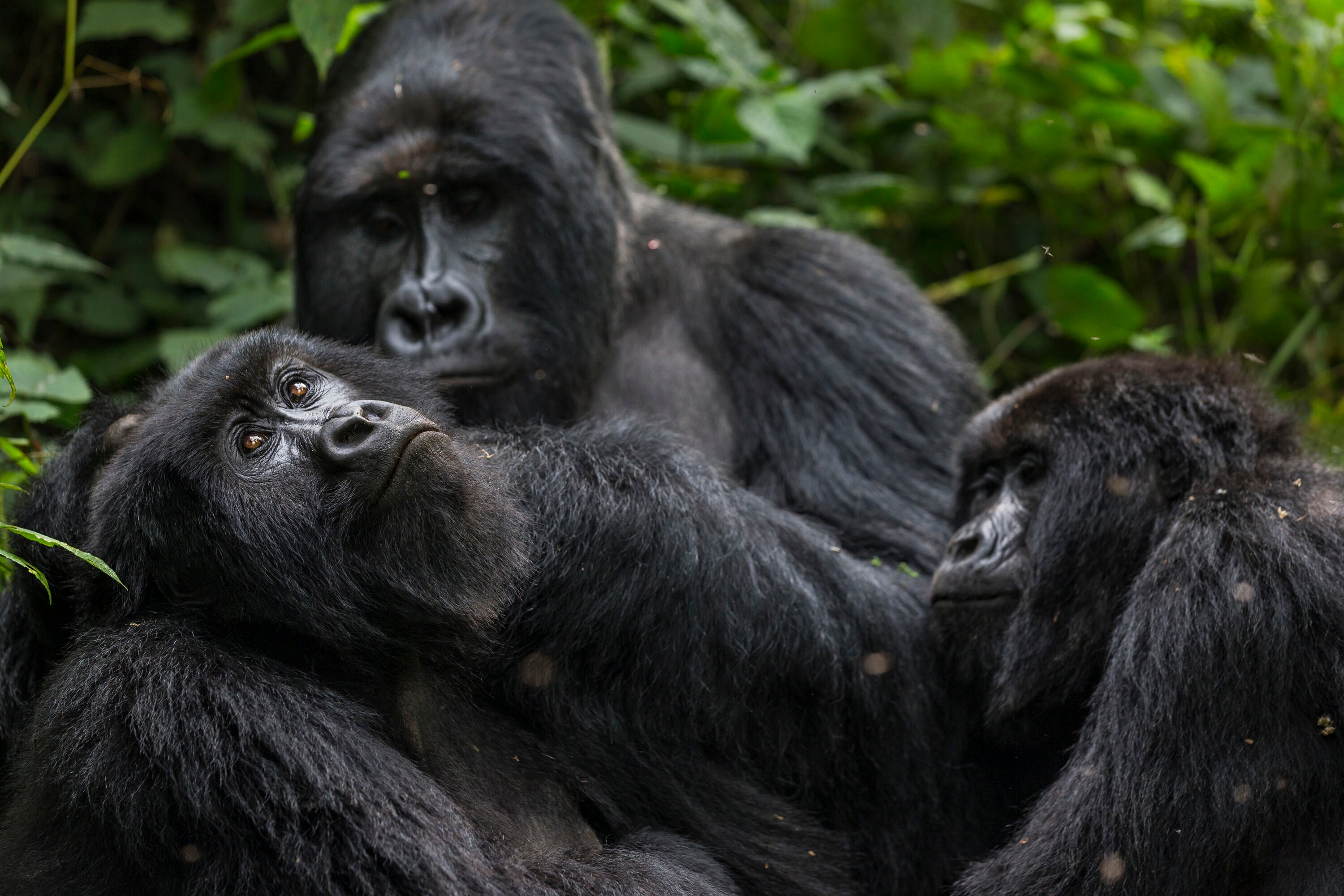 Virunga National Park