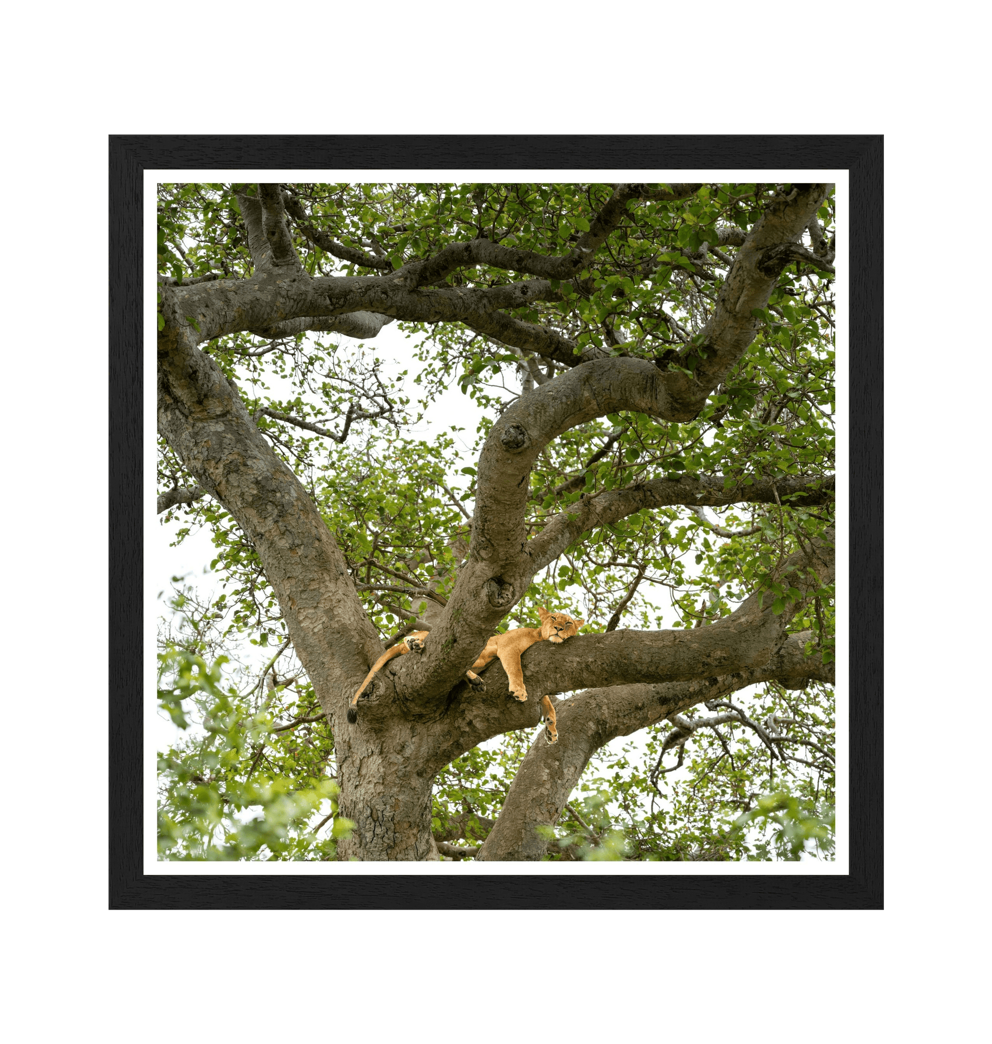 Black Frame Framed art print Front