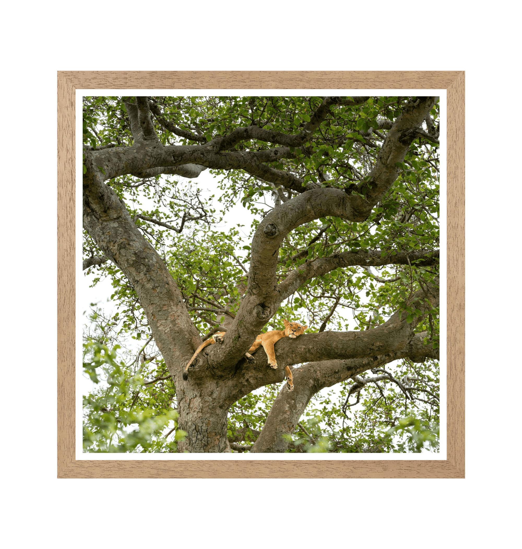 Natural Frame Framed art print Front