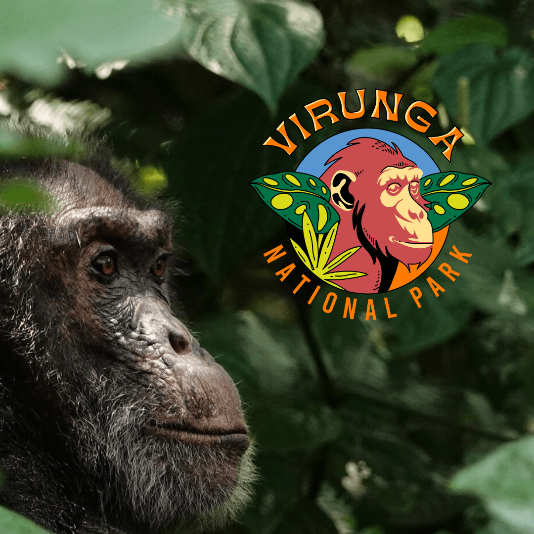 A chimpanzee in Virunga National Park