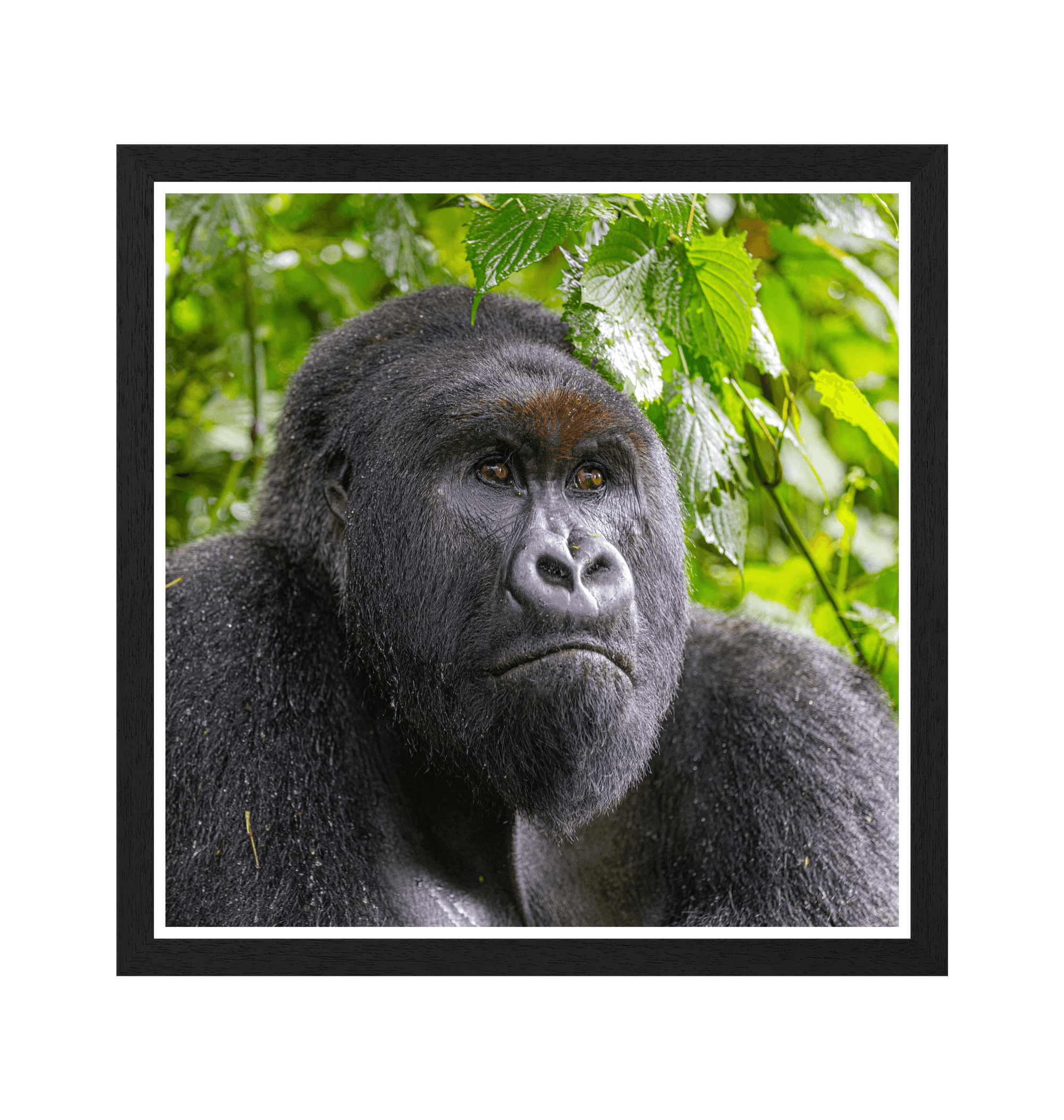 Black Frame Framed art print Front