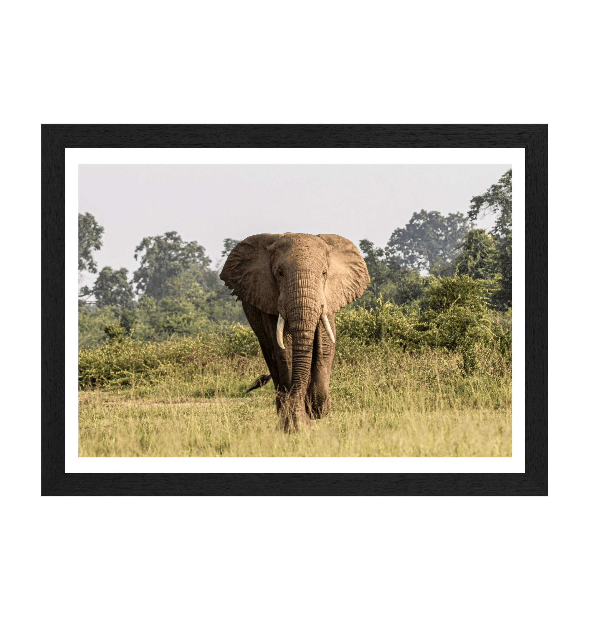 Black Frame Framed art print Front